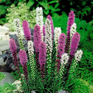 조밀 한 타오르는 별-다양한 믹스; 프레리 게이 깃털 - 