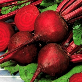 붉은 비트 뿌리 세릴 - 