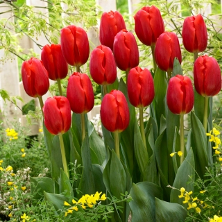 Tulip Red - XXXL pakk! - 250 tk - 