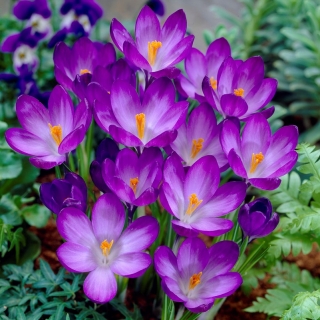 Crocus 'Ruby Giant' - XXXL-pakke! - 500 stk - 