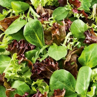 Taze Yapraklar - Aile Seçimi - kutularda yetiştirmek için - 