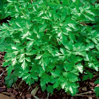 Persille "Festival 68" - 100 g - 