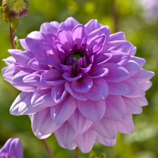 Dahlia - Blue Boy - pacote grande! - 10 pcs.