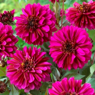 Dalija - vijolična meglica