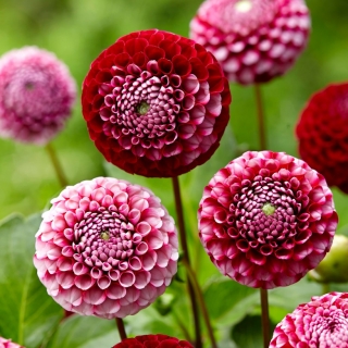 Dahlia - Chick a Dee USA