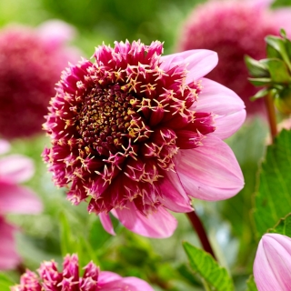 Далия - Fenna Baaij