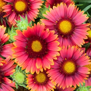 Arizona Red Shades teppeblomst - frøplante