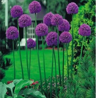 Allium Gladiator - umbi / umbi / akar