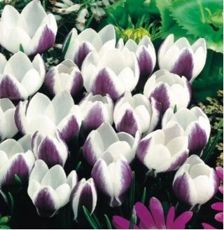 Crocus Lady Killer - 10 крушки