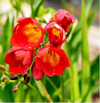 Freesia Single Red - 10 becuri
