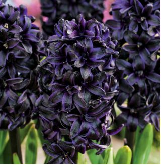 Hyasintslekta - Dark Dimension - Hyacinthus