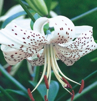 زنبق ببر - ببر سفید - بسته بزرگ! - 10 عدد - 