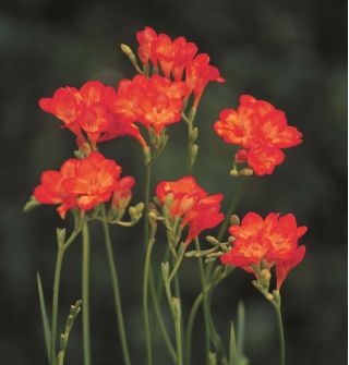 Freesia Single Red - 10 becuri