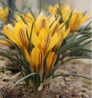 Cô gái Crocus Gipsy - 10 củ - Crocus Gipsy Girl