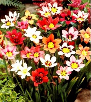 ספרקסיס, תערובת פרחים בהארלקין - 20 בצל - Sparáxis