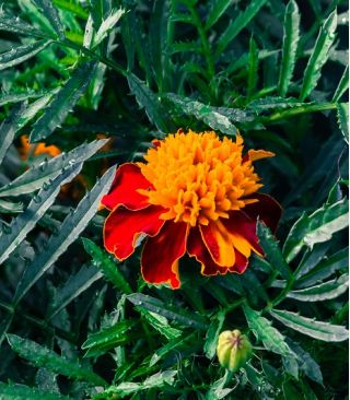 Бархатцы мелкоцветные - Solan - Tagetes patula L. - семена