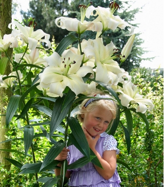 Giglio degli alberi - Pretty Women - Confezione XXXL! - 50 pz - 