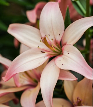 نیلوفر آسیایی - آسان والس - بسته بزرگ! - 10 عدد - 