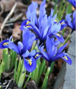 Set 7 - Iris kerdil iris - 80 pcs; iris jaring emas - 