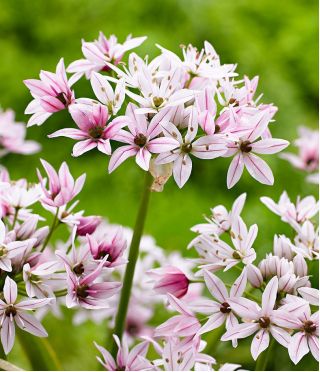 Allium Cameleon - 5 لامپ