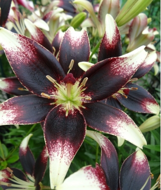 Lily - Nettys Pride - pakej besar! - 10 biji - 