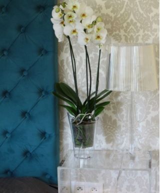 Orchidėjų vazonas - Venera - 14,6 cm - Bespalvis - 