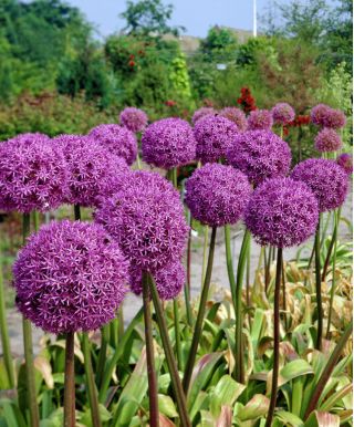 Allium giganteum - bulb / tuber / rădăcină