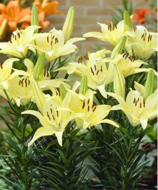 ユリ、ユリアイボリーピクシー - 球根/塊茎/根 - Lilium