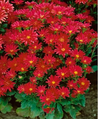 Dwarf aster "Pepite" - merah - 