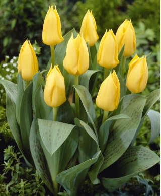 Low growing yellow tulip - Greigii yellow