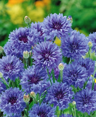 Aciano - una variedad clásica; botón de soltero