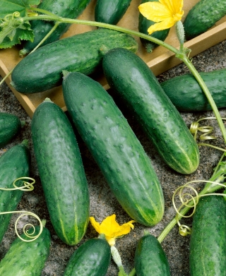 Paprastasis agurkas - Delicius - 200 sėklos - Cucumis sativus