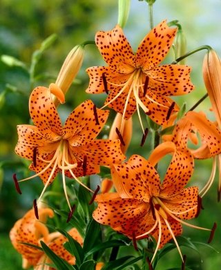 タイガーリリー-ティグリナム-大きなパッケージ！ -10個 - 