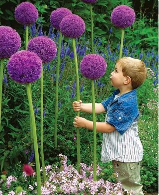 Sett 1 - Giant løk - 10 stk - 