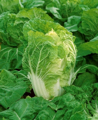 กะหล่ำปลี Napa "Bilko F1" - การเก็บเกี่ยวในฤดูร้อนและฤดูใบไม้ร่วง - 