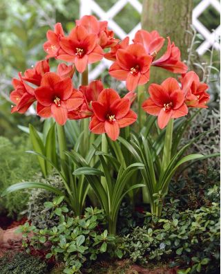 Hippeastrum - amarilis - Orange, berdaulat - 