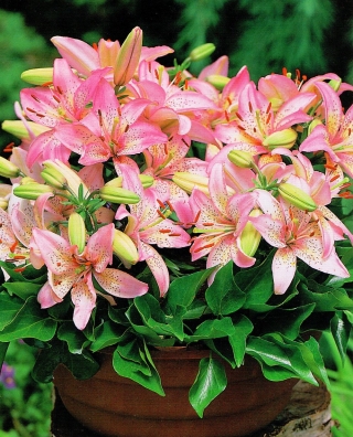 שושן גמד - פיקסי ורוד - חבילה גדולה! - 10 יח ' - 