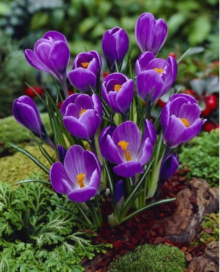 Crocus 'Remembrance' - XXXL-Paket! - 500 Stück - 