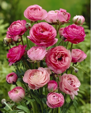 Ranunculus, Buttercup Pink - 10 bebawang