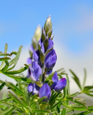 ลูปินขม "Oskar" - 1 กก. ลูปินใบแคบ, ลูปินใบแคบ, ลูปินสีน้ำเงิน - 