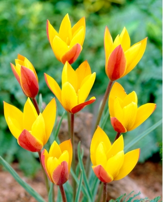 Tulip 'Chrysantha' - suur pakk - 50 tk - 