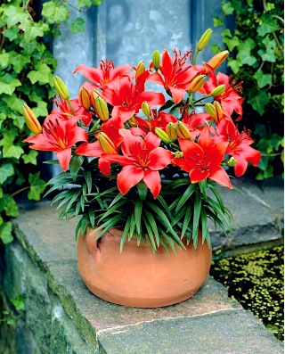 שושן גמד - ארגמן פיקסי - חבילה גדולה! - 10 יח ' - 