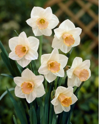 Narsissit - Salome - paketti 5 kpl - Narcissus