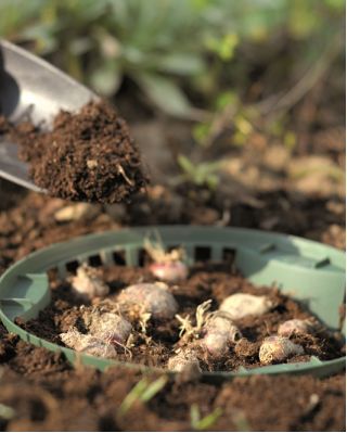 سلة دائرية لمبات الزهور - 31،5 سم - 