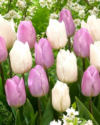 2 db tulipánfajta 'Candy Prince' + 'White Prince' - 50 db - 