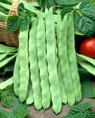 Pupas - Marconi a Grano Bianco -    Phaseolus vulgaris - Marconi a Grano Bianco - sēklas