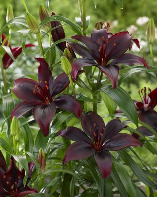 Lilium, Lily Mapira - bulb / tuber / rădăcină - Lilium Mapira