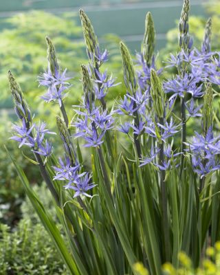 Camassia - blu - pacchetto di 2 pezzi