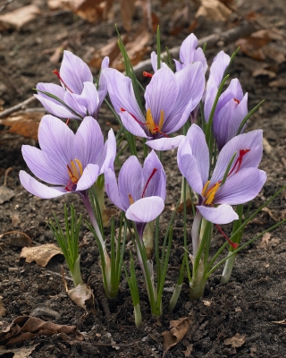 Crocus Sativus - Șofran - pachet mare! - 200 buc - 