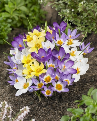 Spring Melody - ensemble de 4 variétés de crocus - 200 pcs.